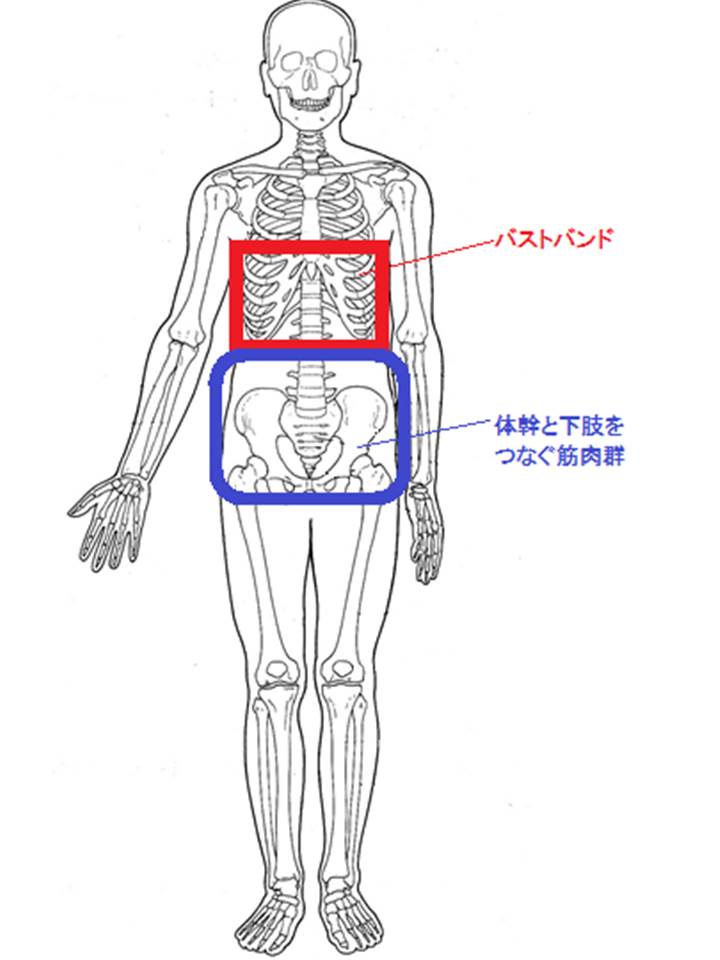 体幹と下肢を繋ぐ筋群